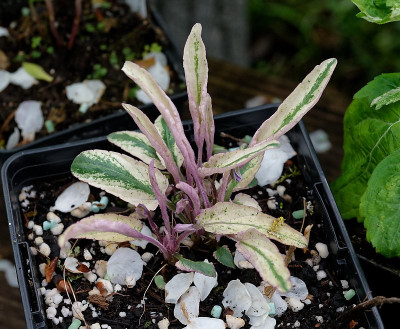 DSC_9630_DxO.jpg