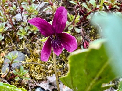 Viola mandshurica 'Himure'