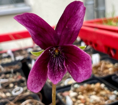 Viola mandshurica 'Himure'