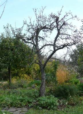 birne_4.jpg