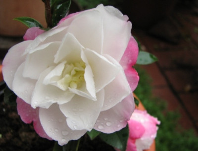 21.10.08_1627_camellia_paradise_blush80.JPG