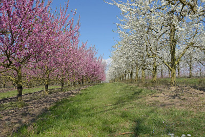 pfirsich-u-mirabelle_obstgarten_LR.jpg