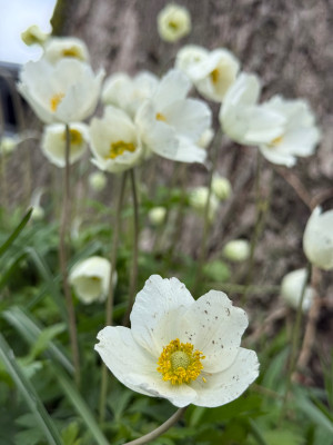 Dreckige Blüte aufgrund des Dauer regnen