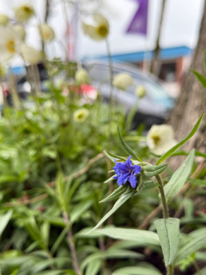 Purpurblauer steinsame