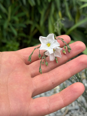 Linum perenne Diamant