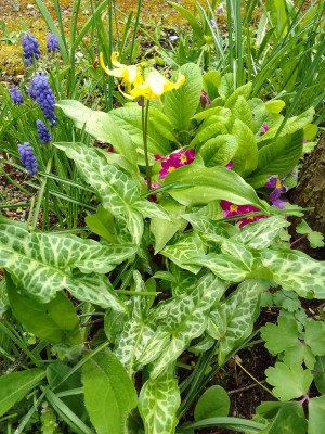 Erythronium Pagoda u. Arum italicum