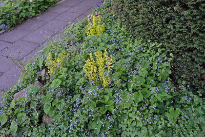 Berberis-Aurea-Apr2525_005.jpg