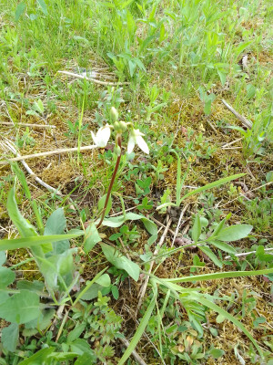 Dodecatheon
