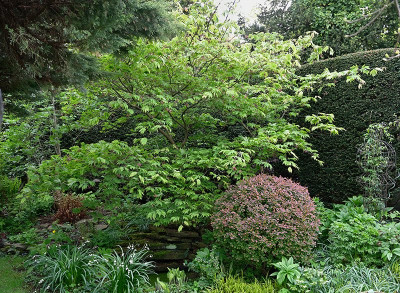 Acer-Aconitifolium-Apr2525_003.jpg