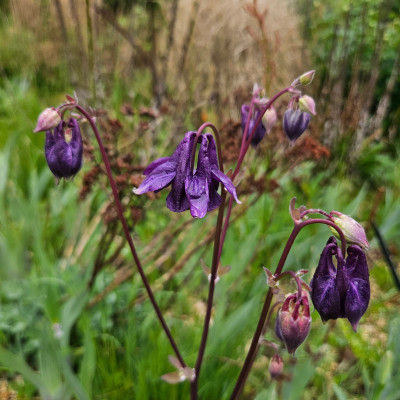 Aquilegia vulgaris dunkel blauviolett 20250425_133405.jpg