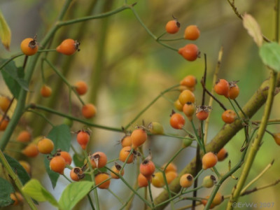 Rosa_Kathleen_moschata_hybride_2008-10.jpg