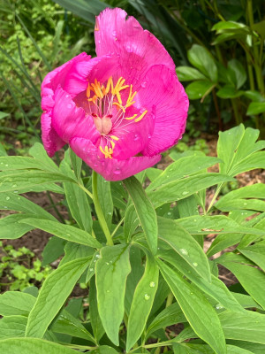 IMG_6183.jpeg