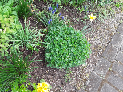 Campanula irgendwas ?!