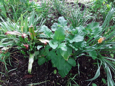 Arum maculatum