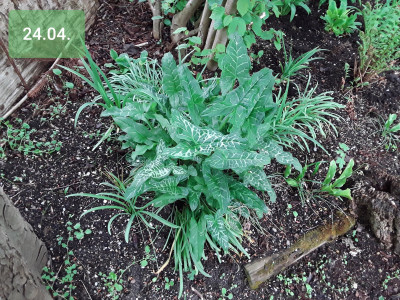 Arum italicum