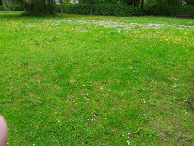 Löwenzahn und Gänseblümchen