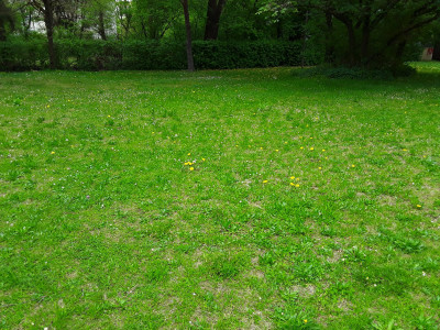 Löwenzahn und Gänseblümchen