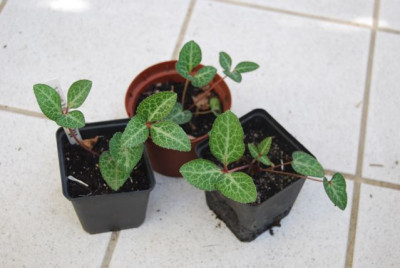 H._lividus_Jungpflanzen__20.10.08.jpg