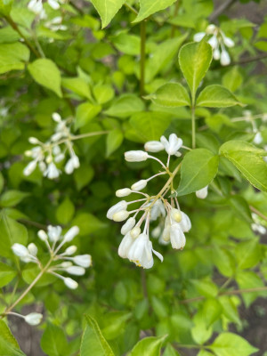 Staphylea bumalda April 2025.jpg