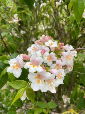 Dipelta floribunda April 2025.jpg