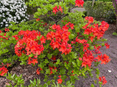 Azalea Knaphill Hybrid April 2025.jpg