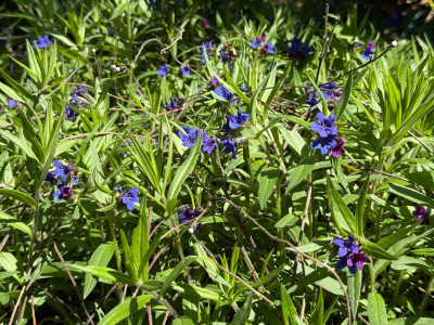 IMG_7503.jpeg