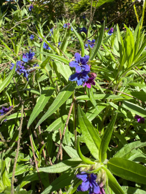 IMG_7501.jpeg