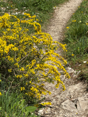 Genista pillosa Überhängend
