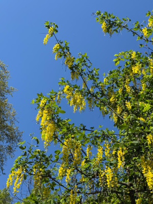 Laburnum anagroides