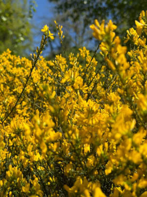 Genista pillosa mit einem Orange Ton