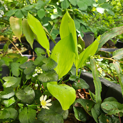Convallaria ‘Fernwood’s Golden Slippers’ 20250427_135239.jpg