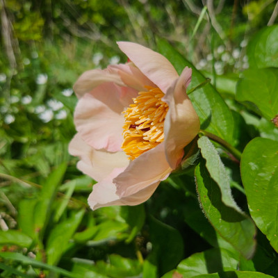 Paeonia Mai Fleuri 20250427_135022.jpg