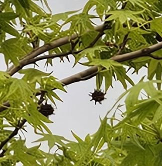 vergrößerung Baum.jpg