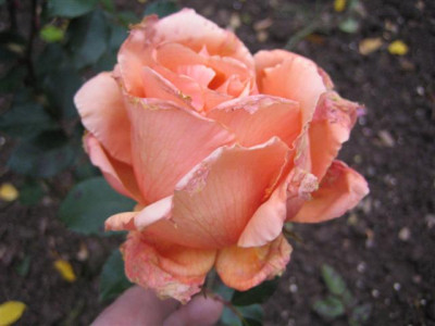 IMG_4195_Small.JPG