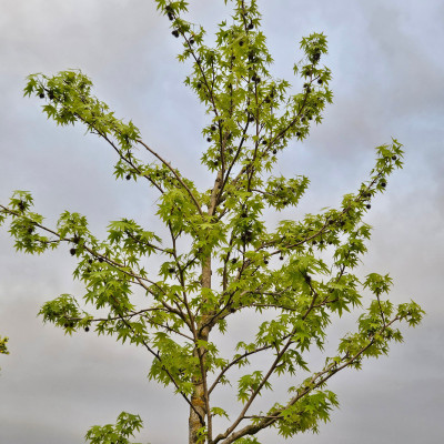 Amerikanische Amberbaum, Liquidambar styraciflua, Seesternbaum 20250425_200922.jpg