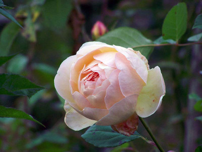 100_5757JtO800.jpg