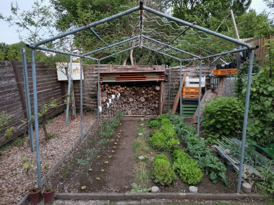 Tomaten 20250426.jpeg
