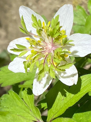 'Green Crown'