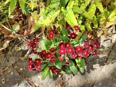 Primula dunkelrot Ulrich.jpg