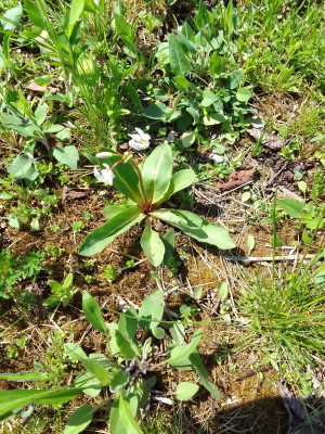 Dodecatheon