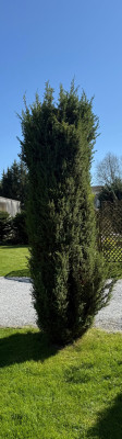 IMG_7937.jpeg