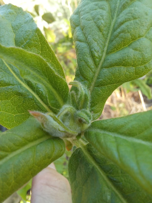 Cateagomespilus dardarii