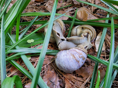 Weinbergschnecken 3er.jpg