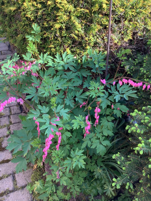 IMG_0525.jpeg