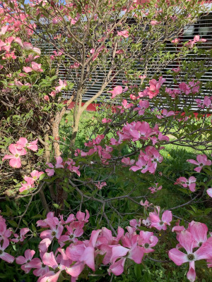 IMG_0523.jpeg