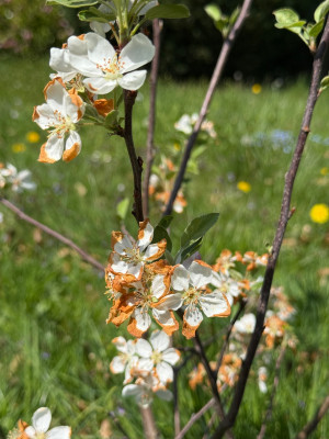 Malus Evereste