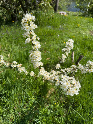 Malus Tina Strauch