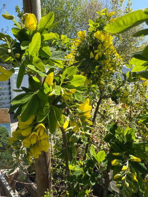 Laburnum anagyroides