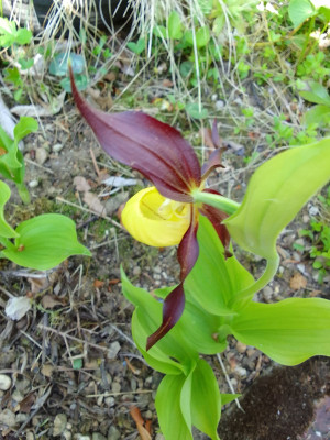 Cypripedium calceolus