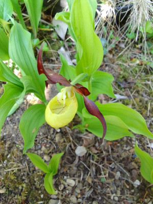 Cypripedium calceolus